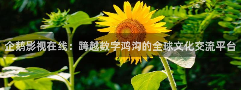 宅男视频免登录：企鹅影视在线：跨越数字鸿沟的全球文化交流平台